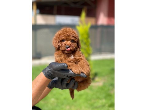 Toy Poodle Yavrusu Köpekler