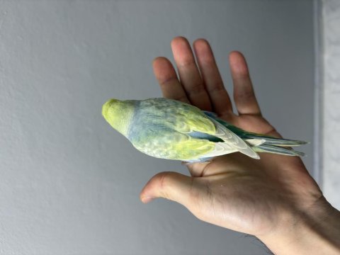 Renk Güzeli Yavru Muhabbet Kuşlar