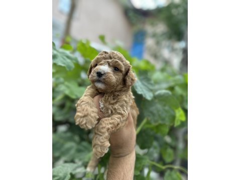 Poodle Bebek