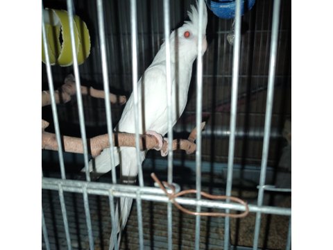 Yeni Yeme Düşen Sultan Papağanları