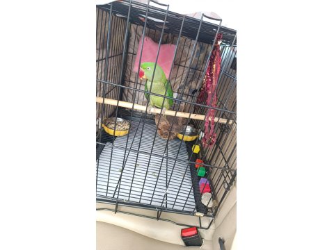 Alexander Papağanımız