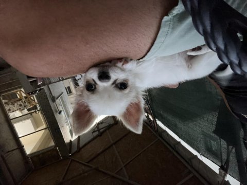 4 Aylık Safkan Erkek Şivava