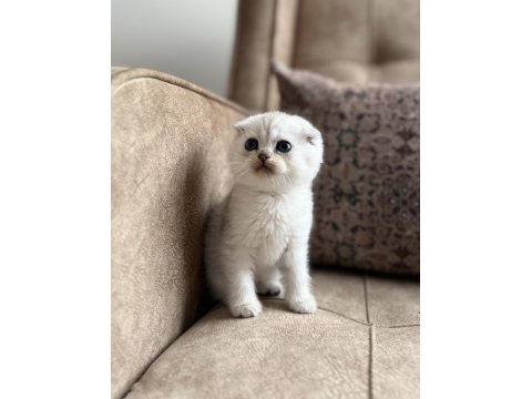 Full Şecereli Scottish Fold Shorthair Yavru - Premium Bakım