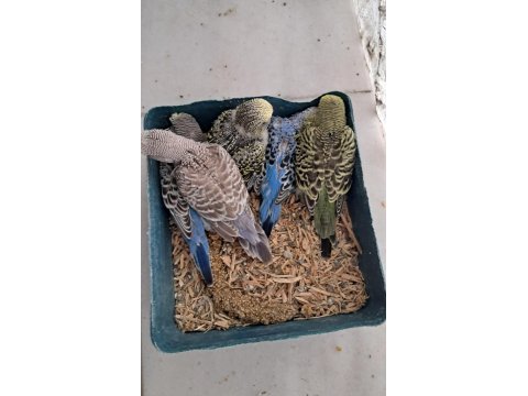 Kaliteli Muhabbet Yavrular Ele Alıştırmalık Konuşturmalık