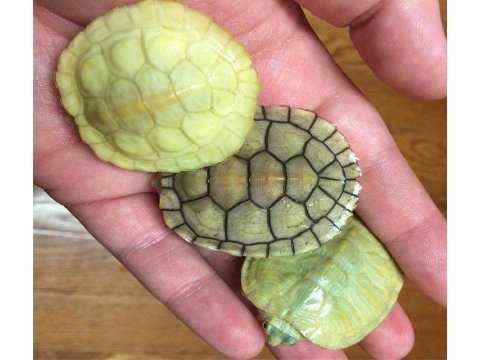 Su Kaplumbağaları Ve Tüm Malzemeleri Aynı Gün Adrese Teslim