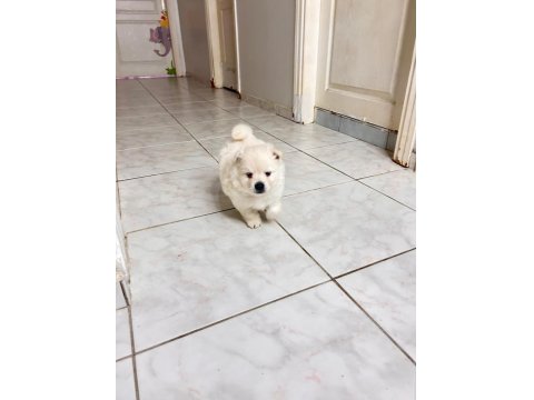 Pomeranian Spitz Yavrular