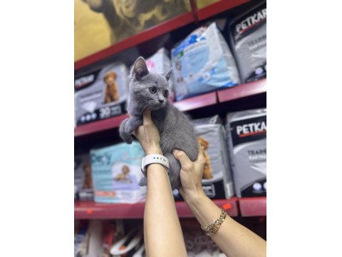 A Kalite British Kediler