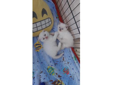 Yavru Bluepoint British Shorthair