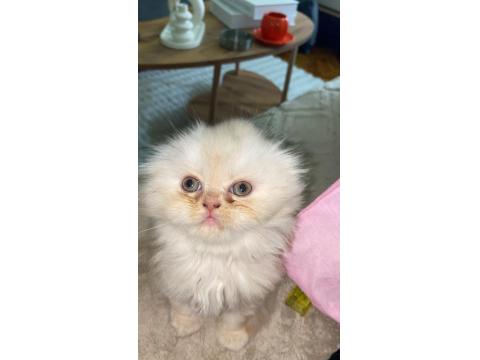 Dişi İran Persian 1.5 Aylık