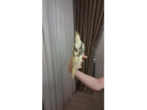 3 Aylık Erkek Sultan Papağanı