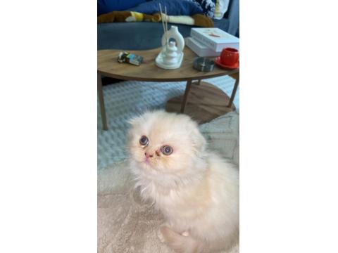 Dişi İran Persian 1.5 Aylık