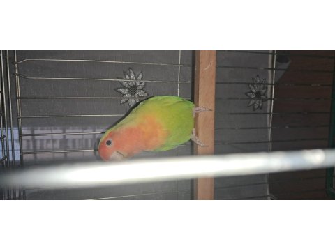 Cennet Papağanı Çifti