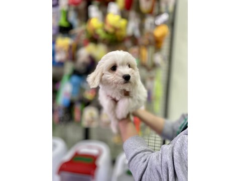 Pamuk Gibi Maltese Terrier Yavrumuz