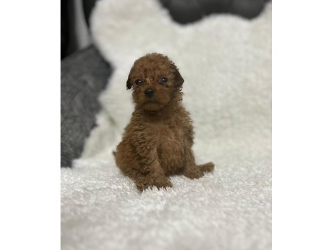 Poodle Bebişleri