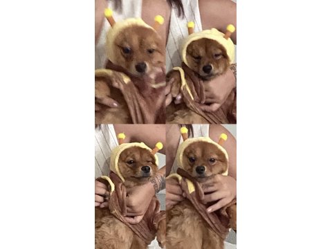 Tilki Suratlı Pomeranian