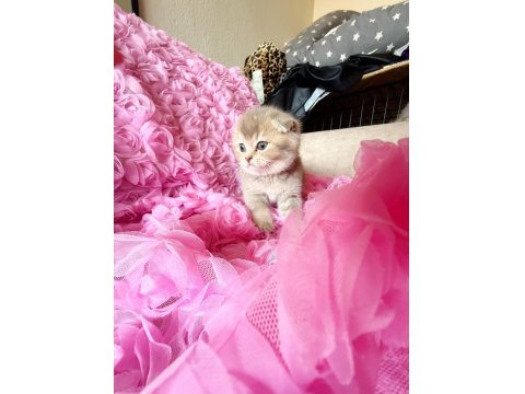 3 Adet Dişi Kedimiz