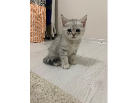 British Scottish Yavrularım