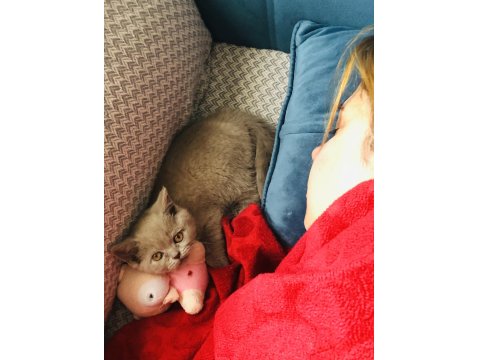 British Shorthair Kül Rengi Yavru Kedimiz