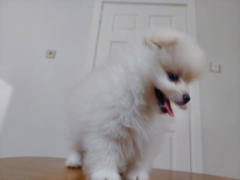 2.5 Aylık Pomeranian Boo/Güney Kore Üretimi/Karne Ve Mikro Çipi Size Ait Olacaktır