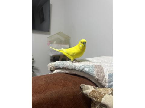 Çok Alışkın Konuşan Elden Koldan İnmez Muhabbet Kuşu