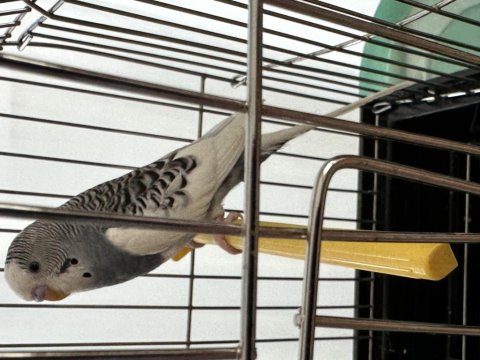 Yavru Muhabbet Kuşumuz