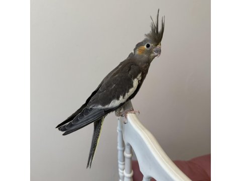 Sultan Papağanı Sahiplendirilecektir