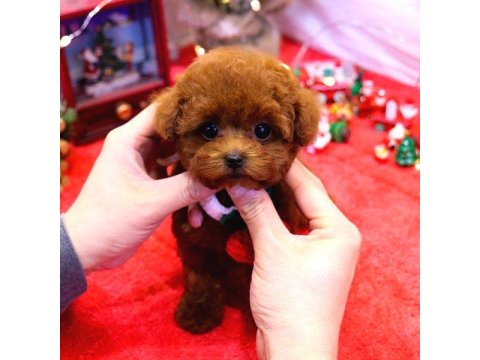 Toy Poodle Yavrusu
