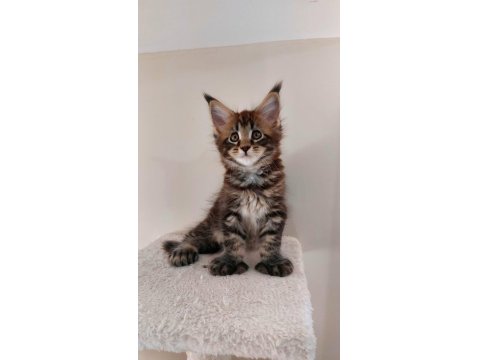 Safkan Maine Coon Yavruları Full Şecereli Ünvanlı Ebeveynlerden