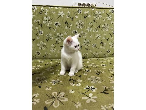 2 Aylık Erkek Beyaz British Shorthair
