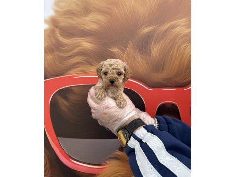 Babyface Maltipoo Yavrularımız