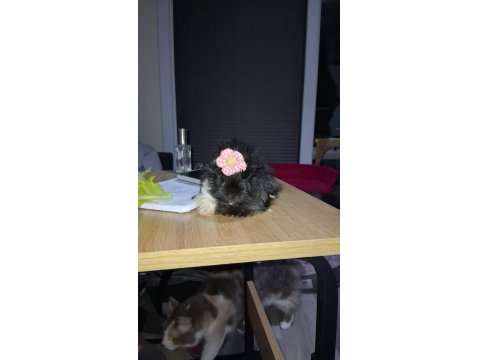 Kafesi Ve Eşyalarıyla Guinea Pig