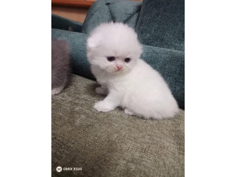 Scottish Fold Kedisi