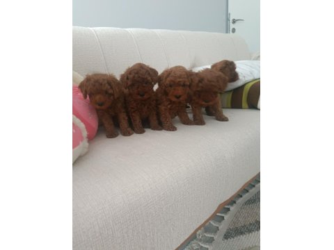 Sizin De Böyle Oyuncu Sağlıklı Poodle Dostunuz Olsun