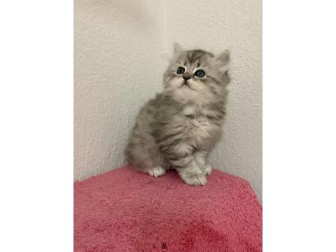 Güzeller Güzeli British Çocuklarımız