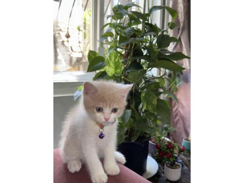 2.5 Aylık Yavru Anne Scottish Baba British