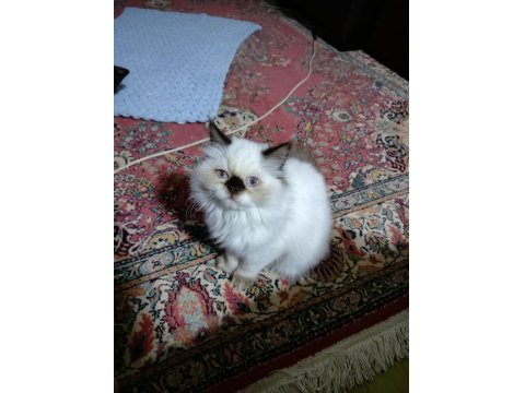 Çikolata Point Longhair Kedimiz