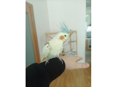 Full Evcil Erkek Sultan Papağanı