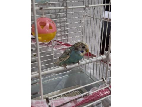 50 Günlük Jumbo Muhabbet Kuşu