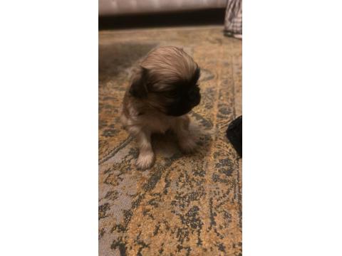 Ücretsiz Sahiplendirme Pekinezler