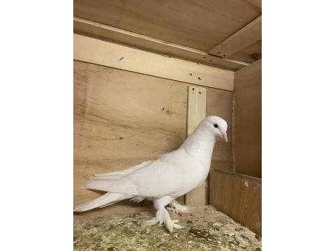 Takım Takım Mardin Güvercin