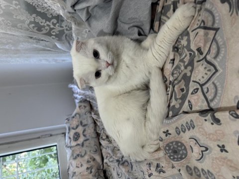 Scottish Fold Kedimize Yuva Arıyoruz