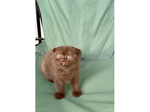Çikolata Scottish Fold Özel Bebek