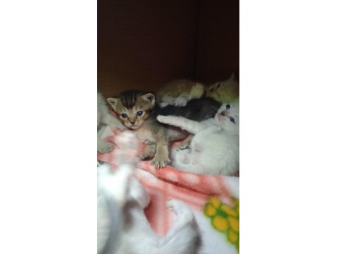 Siyam Ve Golden N11 Kedi Kırması