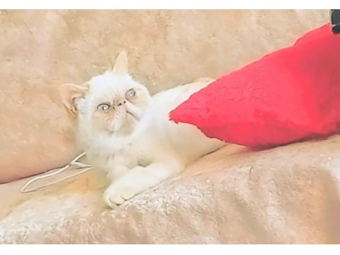 Kedimize Aile Olabilir Misiniz?