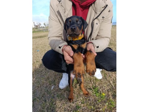 2,5 Aylık Erkek Yavru Doberman