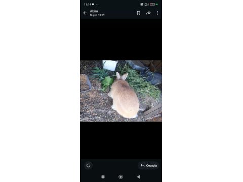 Bir Dişi Ve Bir Erkek Eşli Tavşanlar Sahiplendirilecektir