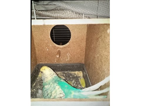 Takım Muhabbet Kuşumuz