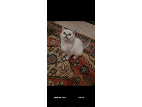 Anne Ve Babası Bizim Saf Kan Bembeyaz Scottish Straight Yavrular