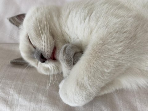 4 Aylık British Shorthair Bluepoint