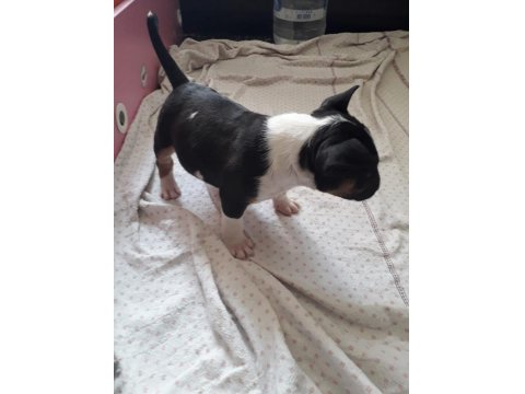 1 Buçuk Aylık Bull Terrier Yavrularımız